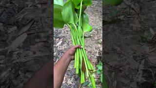 Download lagu #petshub mp3