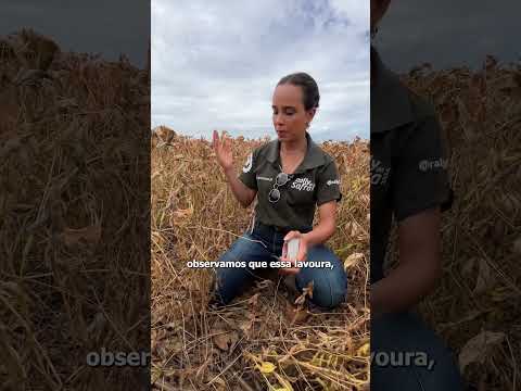 ALTURA NÃO DEFINE PRODUTIVIDADE | @rallydasafra