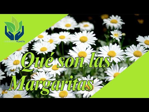 Daisies: types, care, characteristics, images, cultivation...