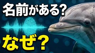 [動物] - あなたがまだ知らないかもしれない、イルカの4つの驚異的な能力