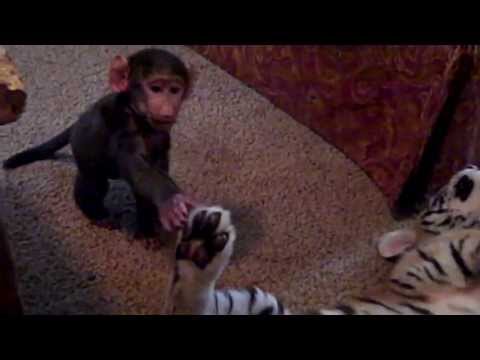 Un pequeño mono juega con un tigre