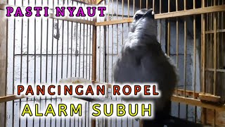 Download lagu TRUCUK ROPEL ALARM SUBUH, COCOK UNTUK PANCINGAN TRUCUK LAIN AGAR RAJIN ROPEL. mp3