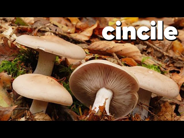 Cincile Mantari Faydalari 2020 Nefis Yemek Tarifleri