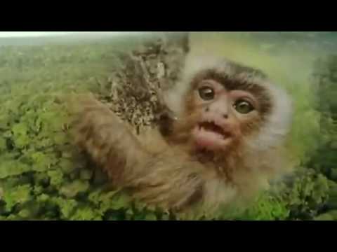 Documentary Of Rare Animals 2017 - Popular Videos Endangered species