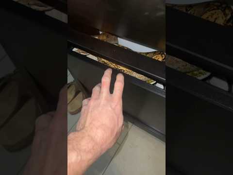 I Lost A Boa Constrictor In My House!🐍👀#shorts