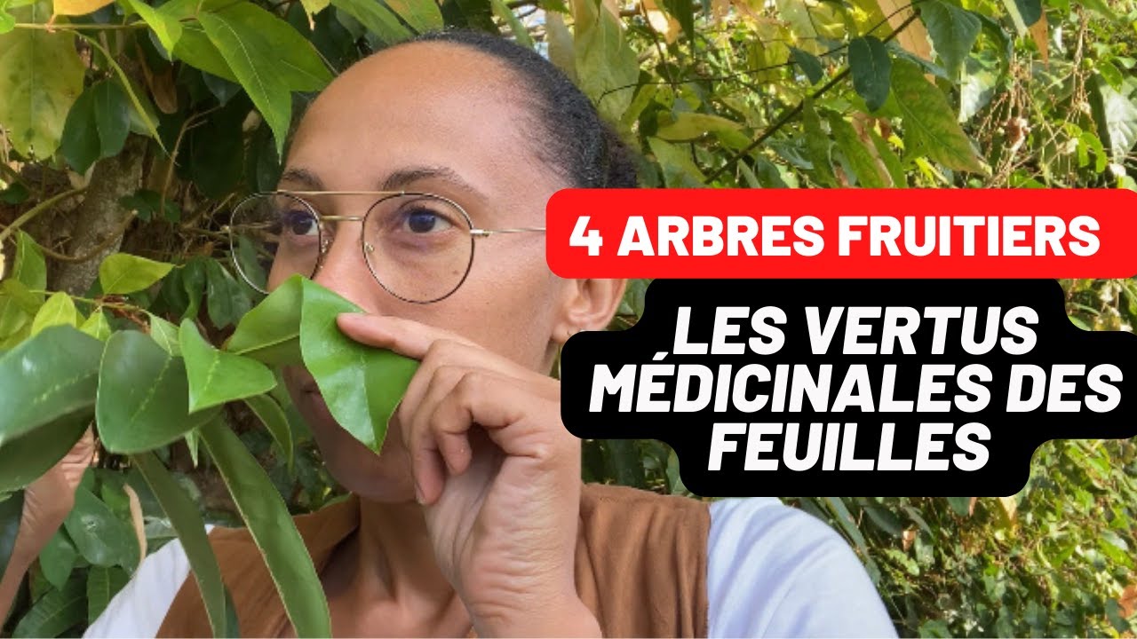 4 ARBRES FRUITIERS AUX FEUILLES MEDICINALES