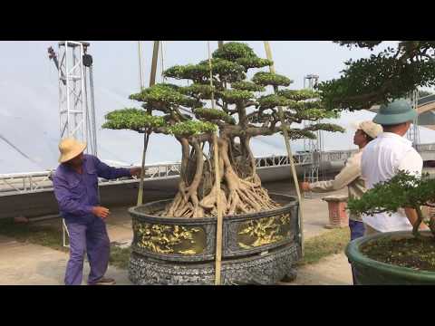 FESTIVAIL BONSAI THANH HOA 2019 - những thước phim đầu tiên tại festival cây cảnh Thanh Hoá 209