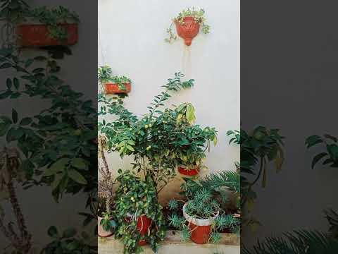 variety of flowers | bed design