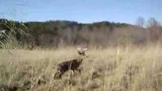 preview picture of video 'Monster Buck...We gotta get a closer look!'