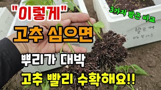 고추모종 심을때 이렇게 심으면 활착이 빠르고 고추를 빨리키우고 수확할 수 있습니다 #고추농사