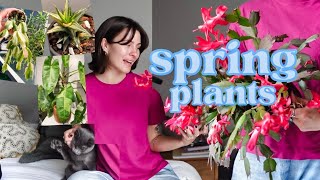 Spring plants that are growing like crazy - favorite houseplants for spring 2025