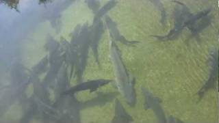 preview picture of video 'Italian Trout Farm'