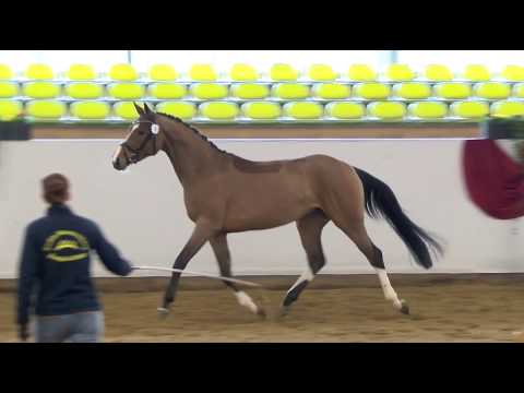 Freilaufwettbewerb Abt. Springen - Kat.Nr.6 Stute von Clark/Consens