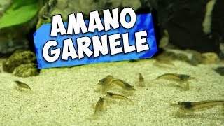 30 AMANO GARNELEN EINSETZEN | GARNELENHAUS HAMBURG BESUCHEN | Aqua Update