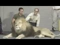The Lion King VHS Behind The Scenes Theatrical Release Trailer