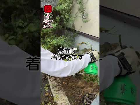  5月に育てた植物を害虫から守るにはどうすればよいですか？あなたのプランテーションを救う 5 つの自然な解決策!  庭園