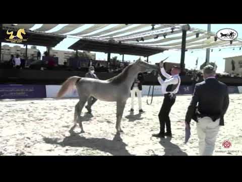 N 6 FARHA EL FARIDA   The Egyptian Event Cairo 2021   Yearling Fillies Class 1A