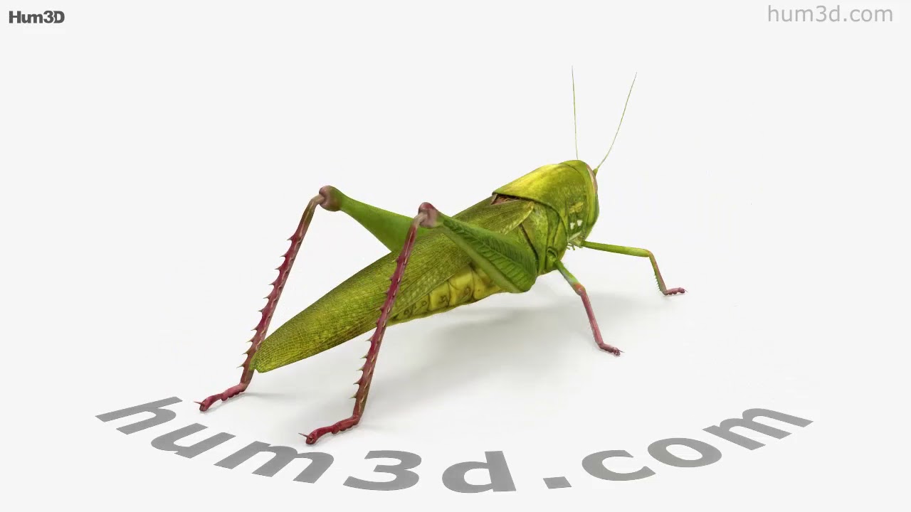 Grasshopper 3D model by 3DModels.org