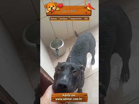Vídeo de zoe e Bob