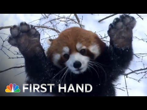 Red Pandas Playing In The Snow Is Your Daily Dose of Cute | NBC News