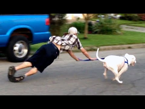 Best Dogs Failing Compilation | Try Not to Laugh