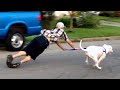 Best Dogs Failing Compilation Try Not To Laugh