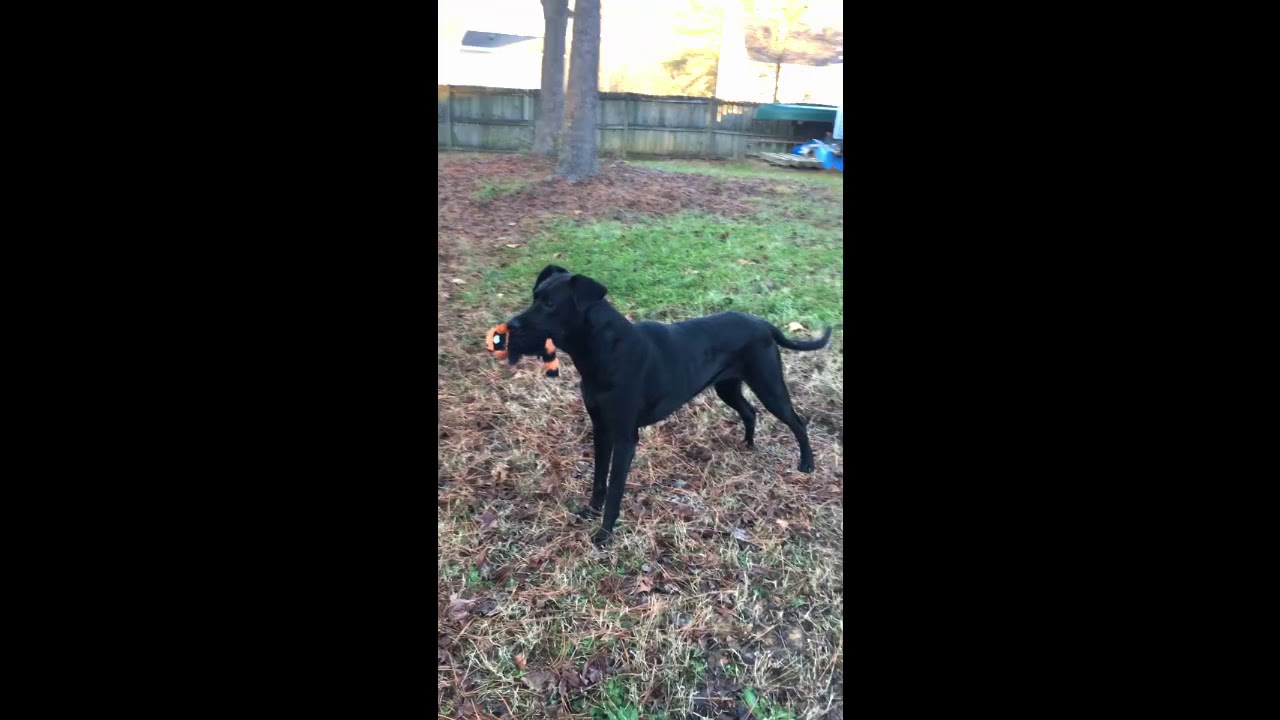 Lyla Peak Lab Rescue