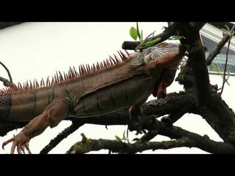 Leguan, Iguana Klettert auf Baum