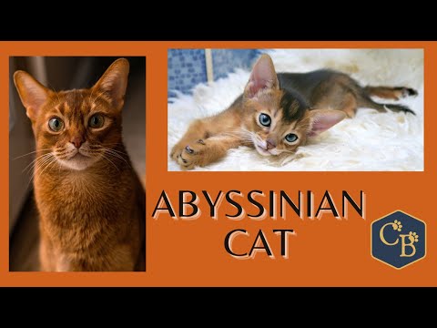 The Abyssinian Cat 😻 in Detail