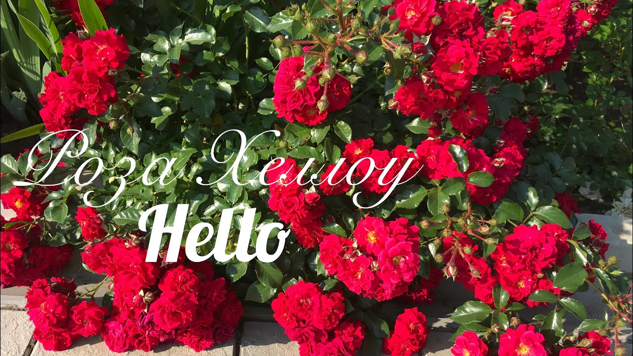 Красивые розы. Удивительная и прекрасная роза Хеллоу