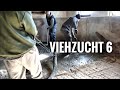 Viehzucht VI - Betonboden kommt / Das Fitnessstudio wird fertig - Hilflose Bodybuilder I Viehzucht