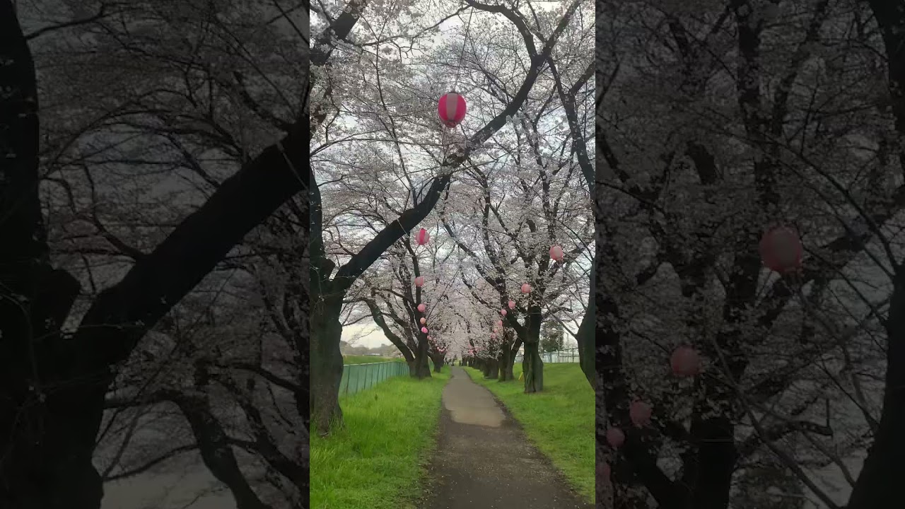 Cherry Blossom 3/28 #trending #viral #youtubeshorts #shortvideo