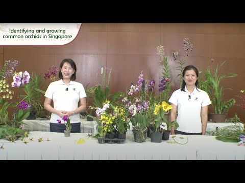 , title : 'Gardening Masterclass: Identifying And Growing Common Orchids In Singapore'