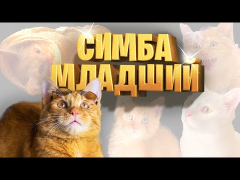 ЛУЧШИЕ ВИДЕО Симбочки Младшего!😻