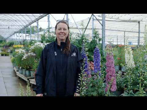 PETITTI Delphinium Spotlight | How to Grow Perennial Larkspurs