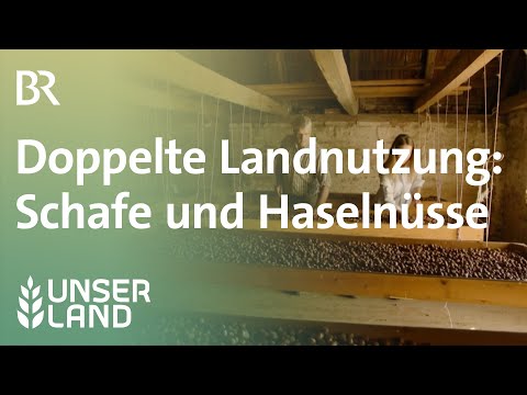 , title : 'Doppelte Landnutzung: Schafe unter Haselnusssträuchern | Unser Land | BR Fernsehen'