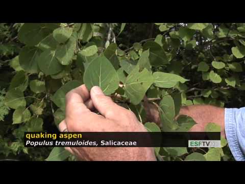 Trees with Don Leopold - quaking aspen