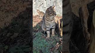 The Secret Lives of Stray Cats