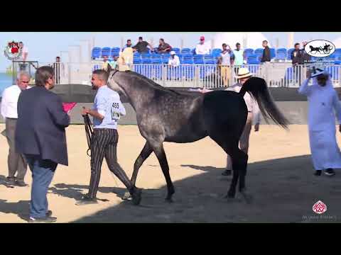 N 455 STELLAR PCF   Al Dhafrah Arabian Horse Championship 2023   Colts 3 Years Old Class 8A