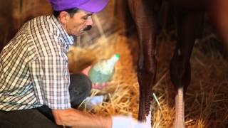 California Chrome: Groom Raul Rodriguez