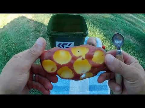 Krumpli - Az elfeledett horgász csali (és mégis működik)