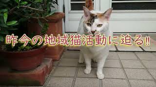 地域猫にインタビューしてみる