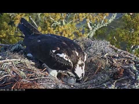 Female Osprey Takes Incubation Break, Adjusts Pine Cones – March 28, 2018