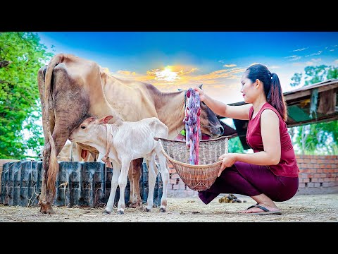 Have you ever seem and eat that food before? Cow Placenta Food