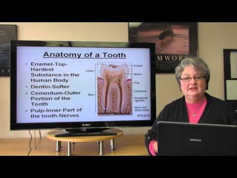 Basic Dental Terminology