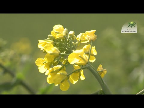 148. Feldexkursion: Blütenspritzung im Raps und Frostschaden im Getreide - NU Agrar, 15.04.2020