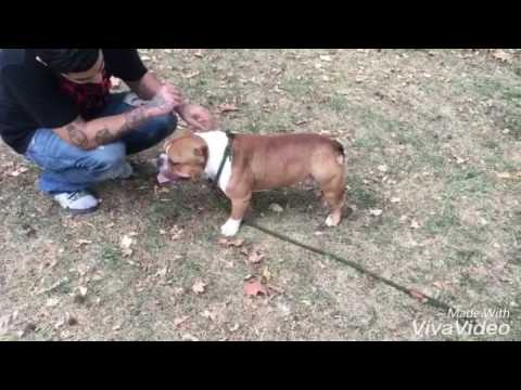 CANAMBITIOUS BULLYZ Morpheus