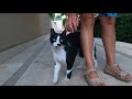 Cute Tuxedo Cat Started To Meow And Purr When I Petted Her