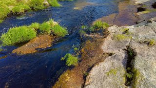 Relax - Gentle Forest Stream Flowing Over Rocks 💧✨🌿