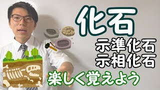 【中学理科】4-8 化石～楽しく一緒に覚えよう～【中１理科】
